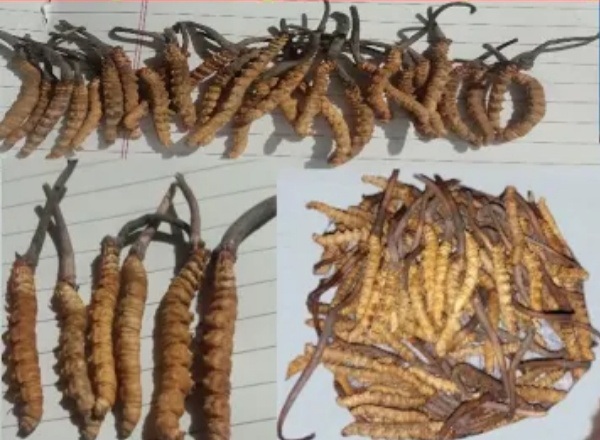 Himalayan Herbs