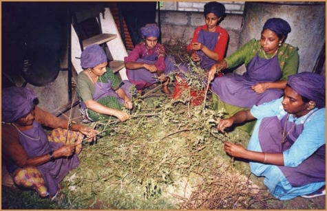 Himalayan Herbs