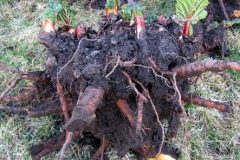 Himalayan Herbs